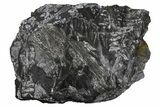 Fossil Seed Fern (Alethopteris) Plate - Pennsylvania #326299-1